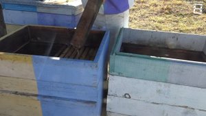 ОРГАНИЗАЦИЯ ЗИМОВКИ СЛАБЫХ СЕМЕЙ. ПЕРЕСАДКА ПЧЕЛ ОСЕН