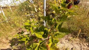 Ежевика, ремонтантная. Сорта: Блек Меджик и Прайм Арк Ф