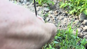 [Прививка растений]. Прививка яблони. Окулировка летня