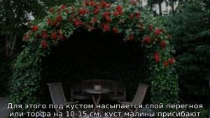 Малина Кумберленд