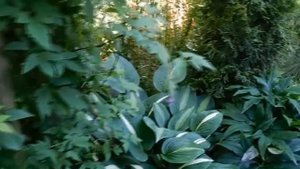 Хосты. Величие и грация. Приглашаю в свой сад хост.