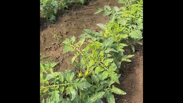 Супер вкусный, супер урожайный - томат КРИСТАЛ F1 смотреть онлайн