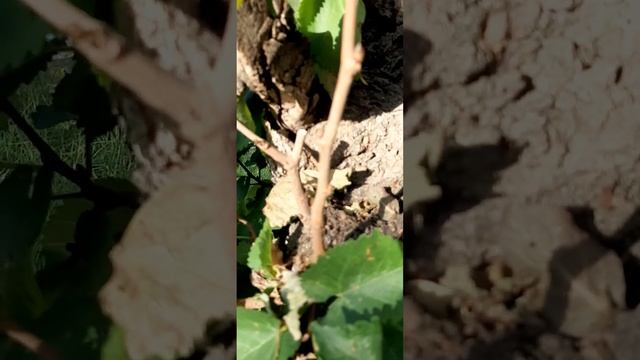 29 августа 2024 г.morus nigra,Персидская шелковица,она же харт? смотреть онлайн