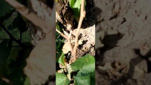 29 августа 2024 г.morus nigra,Персидская шелковица,она же харт?