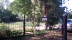 Корни деревьев не разрушают отмостку  и фундамент ник?