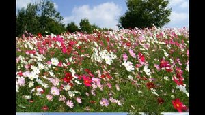 Топ-20 Однолетних цветов для посадки под зиму