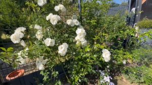 Самая неприхотливая плетистая роза Climbing Snow Princess (Сноу