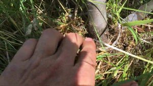 Клоновый подвой или семенной подвой для яблони?