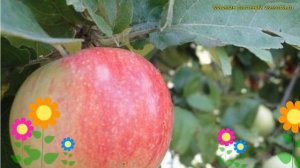 Яблоня сортовая Маяк Загорья. Краткий обзор, описание