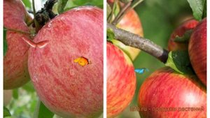 Яблоня обыкновенная Коричное полосатое-Медуница 🌿 о?