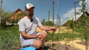 ДВА ПРОСТЫХ СПОСОБА ПРИВИВКИ ПЛОДОВЫХ ДЕРЕВЬЕВ. Приви