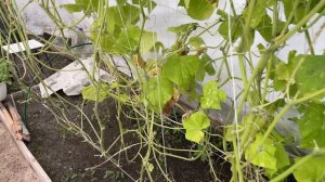 В САД ЗА ОВОЩАМИ.