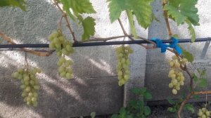 Виноград Гарольд