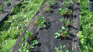 Клубника Хоней. Подготовка к зиме (часть 2).