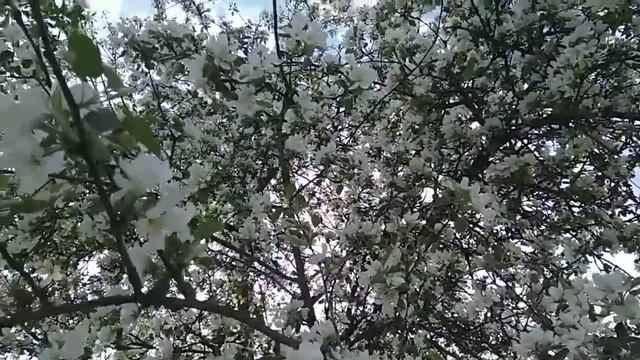 Когда цветут яблони смотреть онлайн