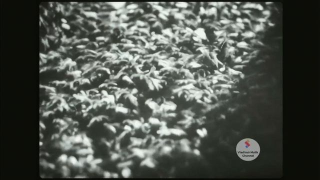 ПЧЕЛЫ И МУРАВЬИ. Учебный фильм по биологии. смотреть онлайн