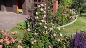 Розы первой волны цветения! Часть1 Беспроблемные  розы