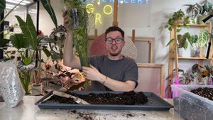 Реанимация драцены и банана | мучнистый червец | новые