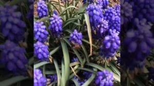 Наблюдение в природе. Детям о пчёлах