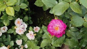 Роза Эмили Бронте, Юстасия Вэй, Мэри Роуз и т. д.🤗