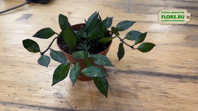 Хойя крониана Блэк Ливс. Обзор сорта. Миниатюрное и из? смотреть онлайн