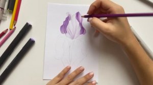 Рисуем Ирис Спиртовыми Маркерами👩🏽🎨 Урок для нач