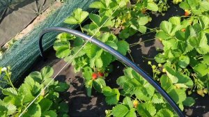 Земляника ксд РОЗАРИЯ - новинка  для сладкоежек! Омск, 0