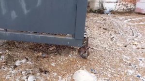 Как передвинуть вагончик без крана, одному...