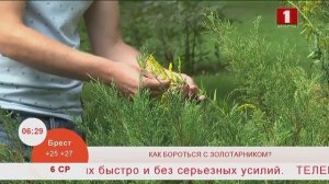 Добрай раніцы, Беларусь. Как бороться с золотарником?