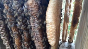 Улей аббата Варрэ | 446. 00