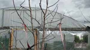 Обрезка деревьев яблони, сливы, черешни и абрикосов. App