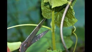 Пасынкование и формирование огурцов что бы огурчиков