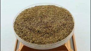 Семена хризантемы «Болотная»