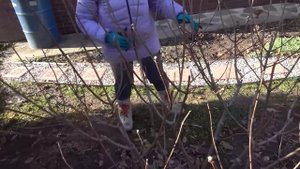 Как сформировать ДЕРЕВО из ГОРТЕНЗИИ. Пошаговая инстр