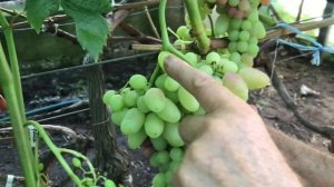 Ранні Сорта Виноград Сергея Адамовича