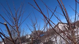 Обрезка абрикоса с сильным волчкованием. Как выпилива