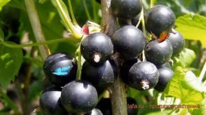 Смородина черная Деликатес (ribes nigrum delikates) 🌿 обзор: как