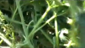 Бахча Крыловой Л.И. 2013.Как определить спелость арбуза.