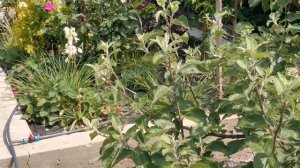 Голубика садовая/Посадка/Формировка куста в начале ве