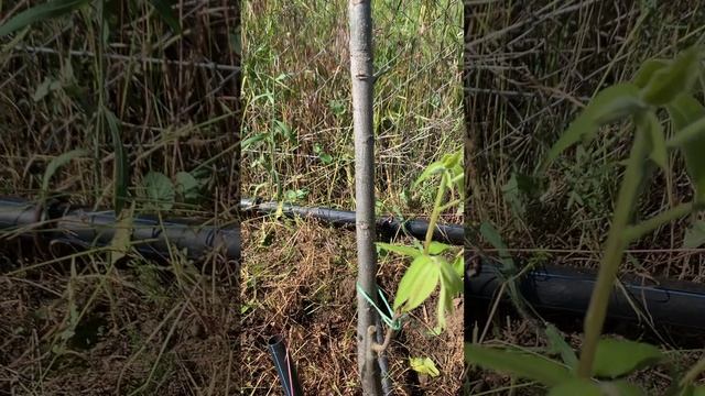 Пекан. Из сеянца в шикарное сортовое😍Наш опыт привив? смотреть онлайн