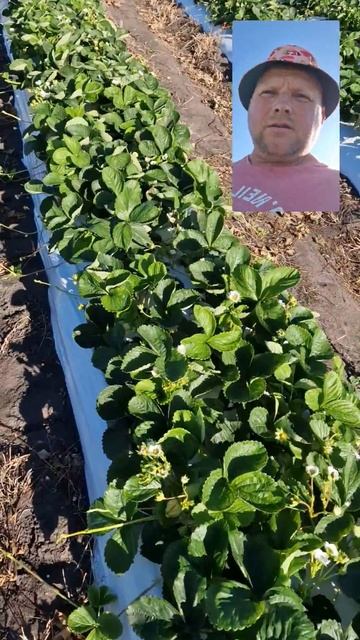 Флорида бьюти и компания после весенних заморозков смотреть онлайн