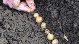 Сажайте лук осенью!  Преимущества посадки лука севка п