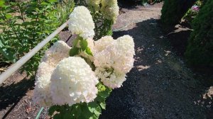 Как цветут метельчатые гортензии, выращенные из семян