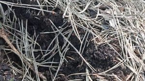 Китайский лимонник. Сеянцы.