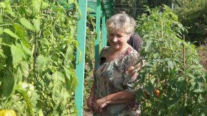 БОЛЕЕ 200 СОРТОВ И ГИБРИДОВ НА ОДНОЙ ДАЧЕ! ТОМАТЫ, ПЕРЦЫ