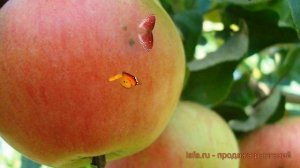 Яблоня карликовая Соколовское (malus) 🌿 Соколовское обз