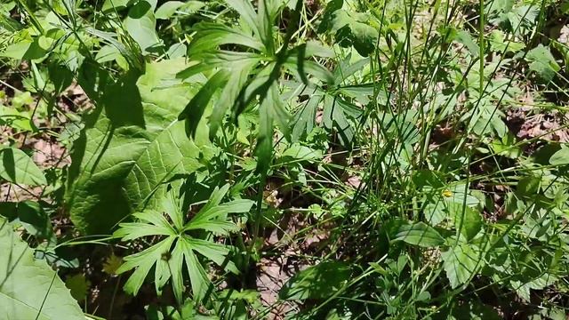 Прогулка по летнему лесу. Цветочки - Лютики! Семейство смотреть онлайн