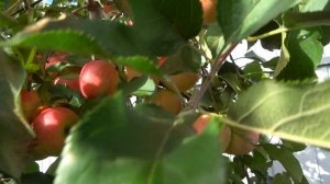 Сорт, любимый всеми/ Безподобный ЧЕМПИОН АРНО