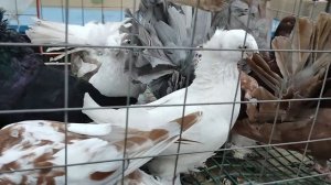 19.04.2025г Садовод Рынок ч. 1 👍