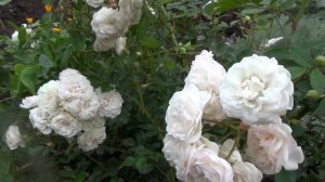 🌹Красивые почвопокровные розочки: Обзор сортов и сек